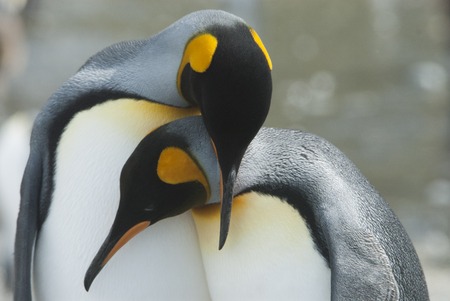 King Penguin close up in South Georgiaの写真素材