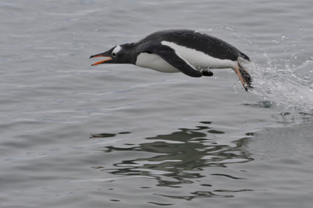 Gentoo Penguin jumping in the water from iceberg in Antarcticaの写真素材