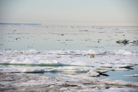 Polar bear walking on sea ice in the Arcticの写真素材
