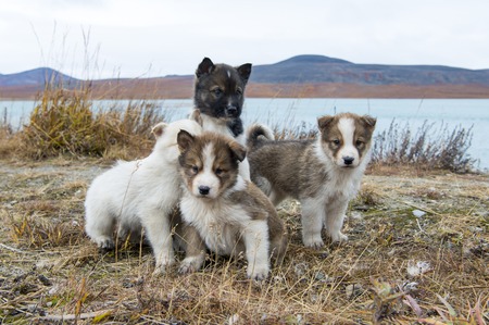 Husky puppies playng on the grownd Greenland hill.の写真素材