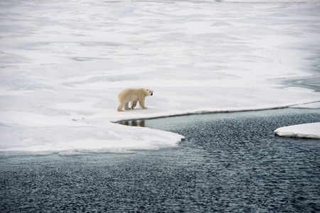 Polar bear walking on sea ice in the Arcticの写真素材