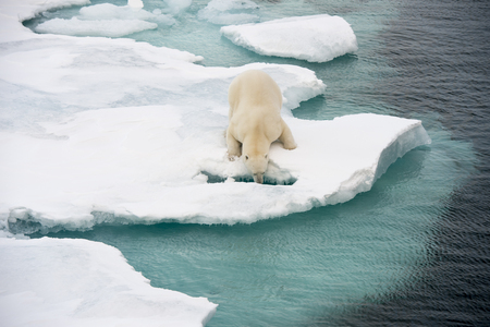 Polar bear walking on sea ice in the Arcticの写真素材