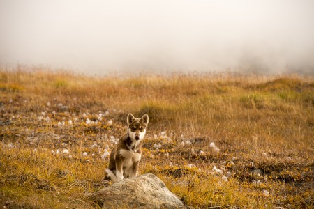 Husky puppies playng on the grownd Greenland hill.の写真素材