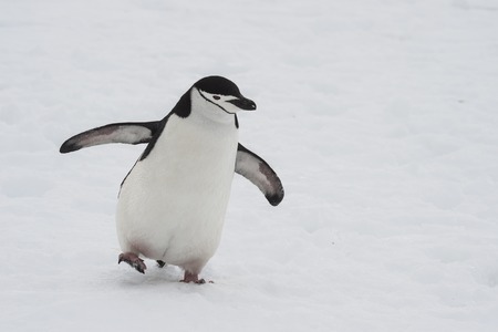 Chinstarp Penguin on the snowの写真素材