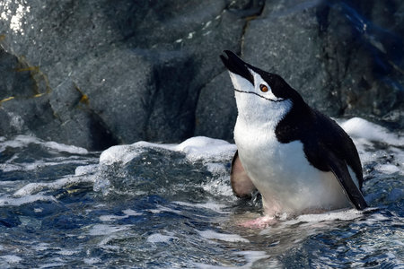 Chinstarp Penguin in the water