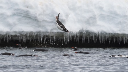 Gentoo Penguin jump in waterの写真素材