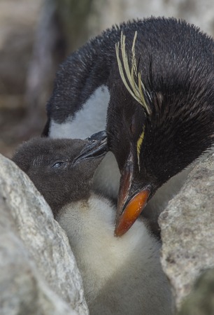 Rockhopper penguin with chick in Falkland Islandの写真素材