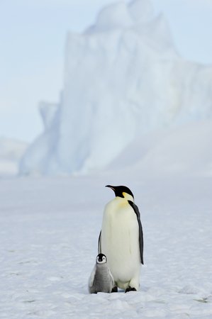 Emperor Penguins with chickの写真素材