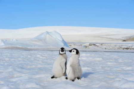 Emperor Penguin chicks in Antarcticaの写真素材