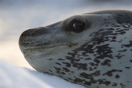 Leopard Seal on Ice Floeの写真素材