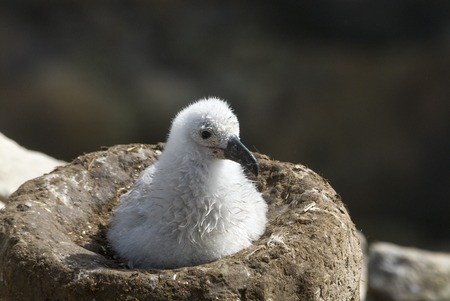 Black browed albatross chick Saunders Islandの写真素材