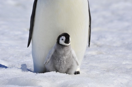 Emperor Penguin with chickの写真素材
