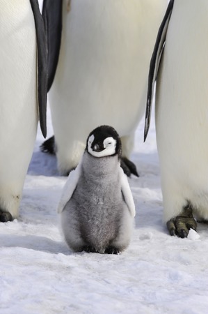 To the heart of nature travel to Antarctica.の写真素材