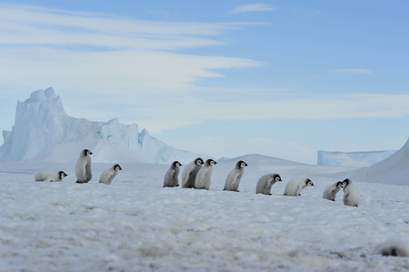 To the heart of nature travel to Antarctica.の写真素材