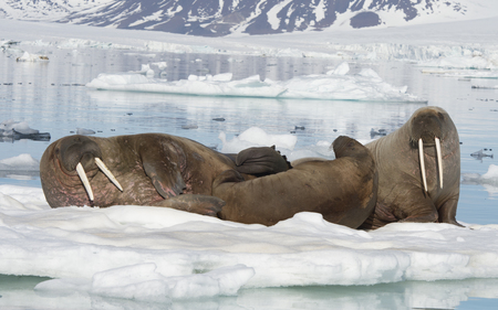 Walruses on ice flowの写真素材