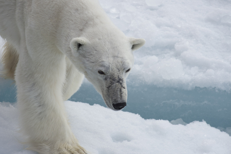 Polar bear walking on the ice in arctic landscape sniffing around.の写真素材