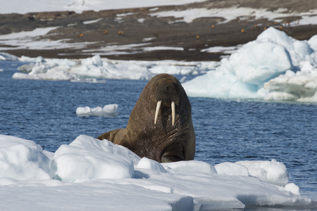 Walrus on ice flow in Franz Joseph Land Arcticの写真素材