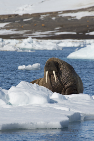 Walrus on ice flow in Franz Joseph Land Arcticの写真素材