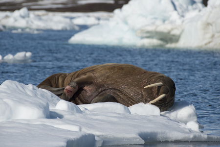 Walrus on ice flow in Franz Joseph Land Arcticの写真素材