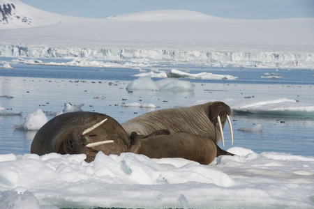 Walruses on ice flow in Franz Joseph Land Arcticの写真素材