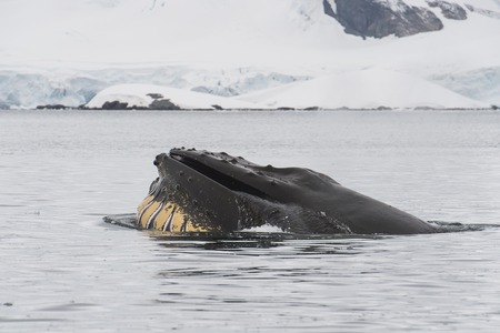 Humpback Whale feeding krillの写真素材