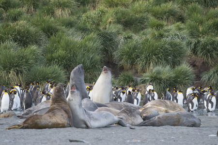 Elephant Seals Play Wrestling Bitingの写真素材