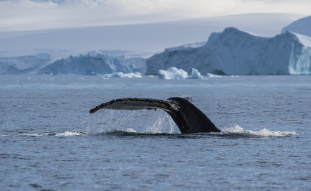 Humpback Whale tailの写真素材