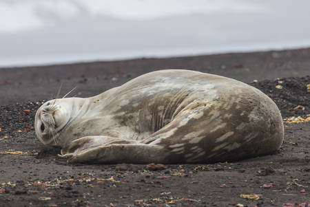 Weddell Seal laying on the beachの写真素材