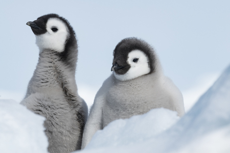 Two Emperor Penguins chicks at Snow Hill Antarctica 2018の写真素材