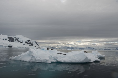 Beautiful view of icebergs with seals in Antarcticaの写真素材