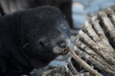 Antarctic fur seal pup close up in grassの写真素材