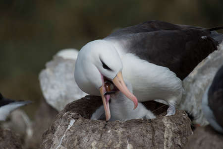 Black browed albatross Saunders Island on the nest.の写真素材
