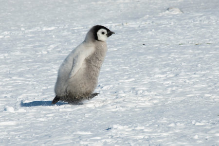 Lonely Emperor Penguin chick on snow in Antarctica