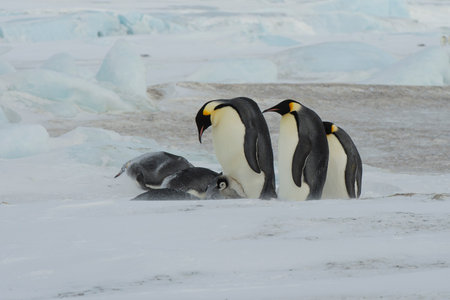 Emperor Penguins on the ice in Antarcticaの写真素材