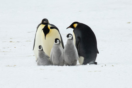 An Emperor Penguin with chick at the Emperor Penguin Colony at Snow Hill, Weddell Sea, Antarctica. October 2018.の写真素材