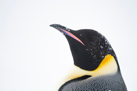 Emperor penguinの写真素材