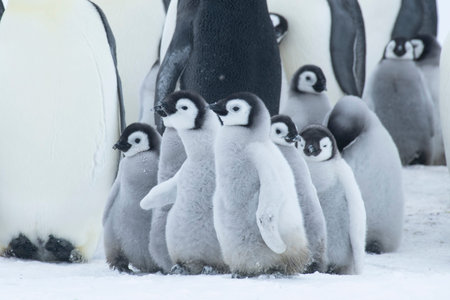 Colony of emperor penguins at Snow Hill Island, Weddell Sea, Antarctica, Polar Regionsの写真素材