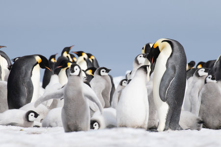 Colony of emperor penguins at Snow Hill Island, Weddell Sea, Antarctica, Polar Regionsの写真素材
