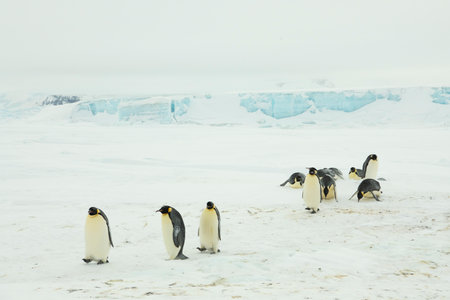 Colony of emperor penguins at Snow Hill Island, Weddell Sea, Antarctica, Polar Regionsの写真素材