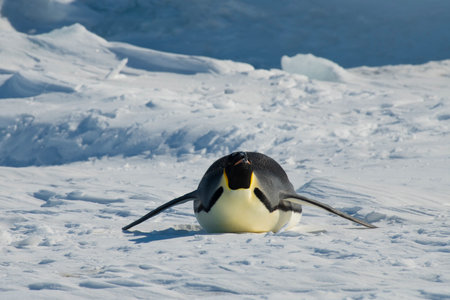 Emperor penguin. isolated on white backgroundの写真素材