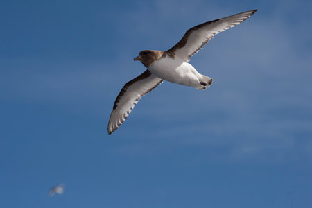 Cape Petrel flies with bright blue sky background near Antarcticの写真素材