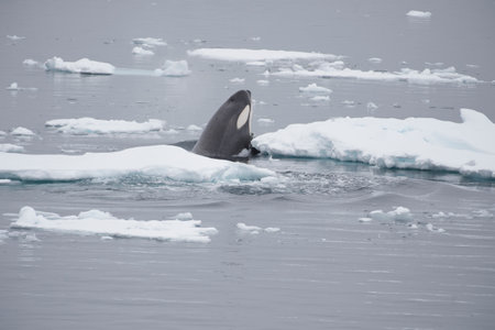 Killer Whale spy hopping in Antarcticaの写真素材