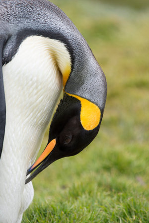 king penguin close-up in South Georgiaの写真素材
