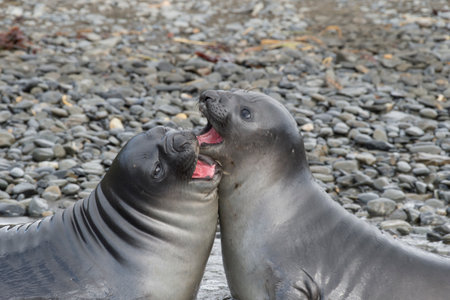 Elephant Seals Play Wrestling Bitingの写真素材
