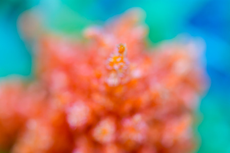 Abstract orange flower on a blue blurred backgroundの写真素材