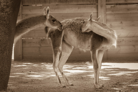 Two lamas in the aviary in the zoo. Horizontal scene of two lamas standing together and cleaning themselves under the tree.の写真素材
