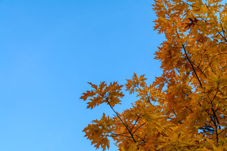 Autumn leaves on a clear sky background. Horizontal view of autumn leaves in a sunny day, with a clear sky as background.の写真素材