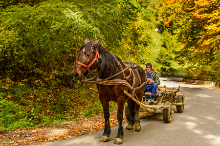 Secaria, Romania - October 10, 2015: Unknown young man steering a one-horse carriage near the local woods.のeditorial素材