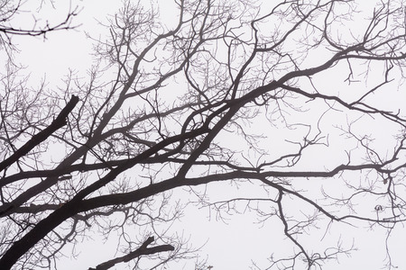 Isolated branches over white sky. Black bare tree branches on white frozen sky in wintertime.の写真素材