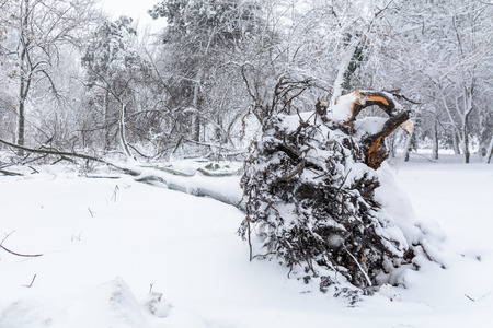 The root of a fallen tree in the park in winter. Broke down tree on the severity of fallen snowの写真素材